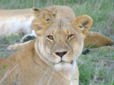 Safari in Kenya