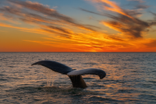 Dolphin and Whale Watching in Ireland