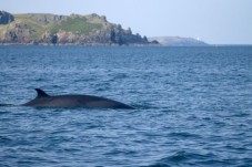 Guided RIB Sealife Safari- Padstow 