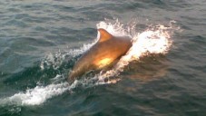 Half Day Boat Tour and Sightseeing - Sligo Bay