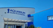 Galway Atlantaquaria Childs Ticket