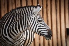 Dublin Zoo Entry Ticket 