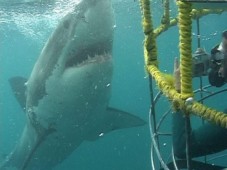 Shark Cage Diving in South Africa