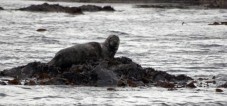 Half Day Boat Tour and Sightseeing - Sligo Bay