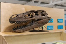 Dino Parque Lourinhã - Bilhete criança dos 4 aos 12 anos