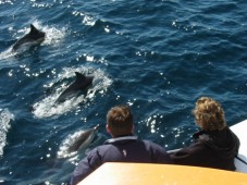 Common Dolphins near our Dolphin and Whale Watching Tours Boat