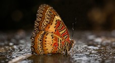 Malahide Castle Gardens & Butterfly House Entry - Adult
