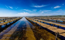 Sligo Oyster & Wine Tasting