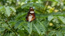 Malahide Castle Gardens & Butterfly House Entry - Adult