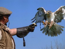 Private Falconry Walk