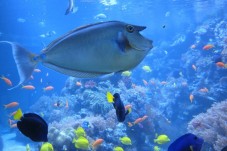 Visite de l'Aquarium SEA LIFE - 2 Enfants (3-11 ans)