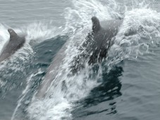 Bottlenose Dolphin Mother and Calf 2