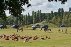 ZooSafari Thoiry : Billet Coupe File - 2 Enfants (3-11 ans)