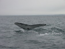 Humpback Tail Fluke