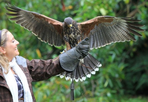 Falconry Experience Days