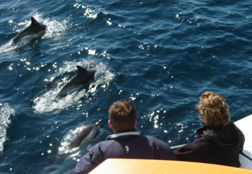 Dolphin and Whale Watching