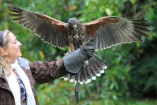 Falconry Experiences